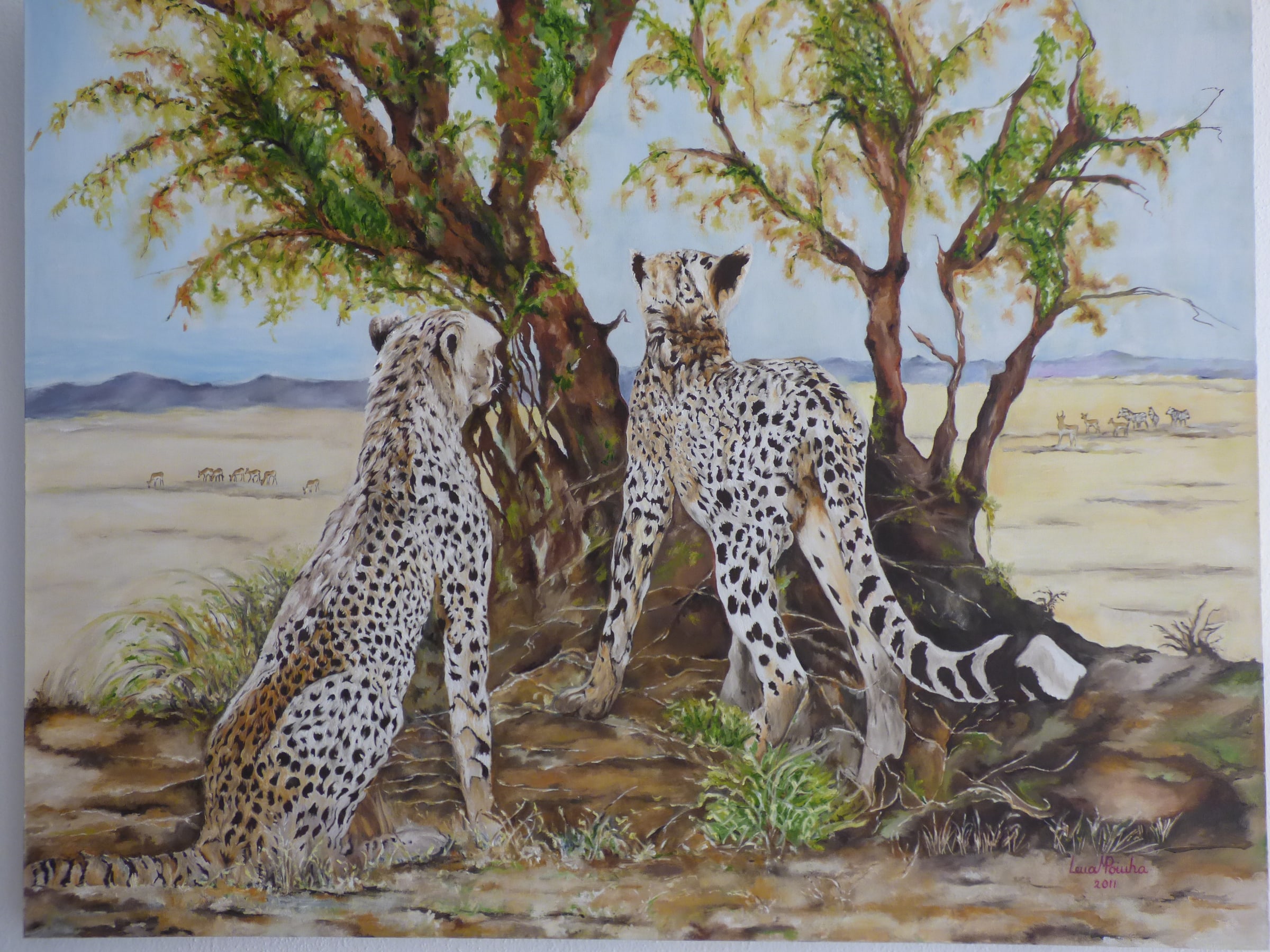 Cheetas