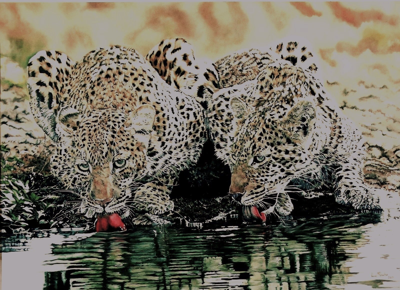 Leopardos Drinking