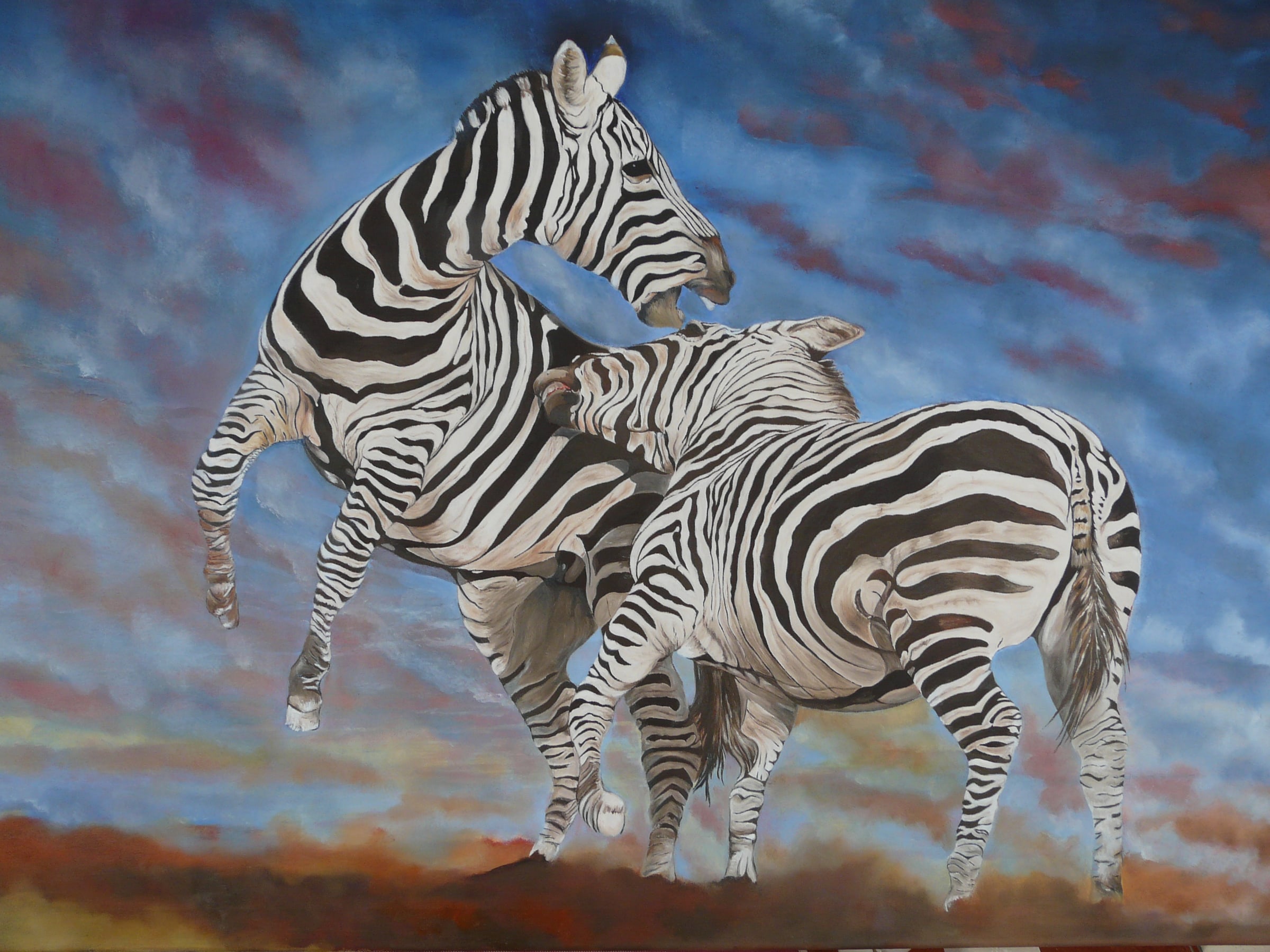 Zebras Fighting