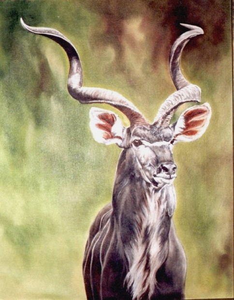 Cabeca De Kudu 60x40cms