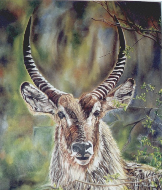Waterbuck 70x50cms
