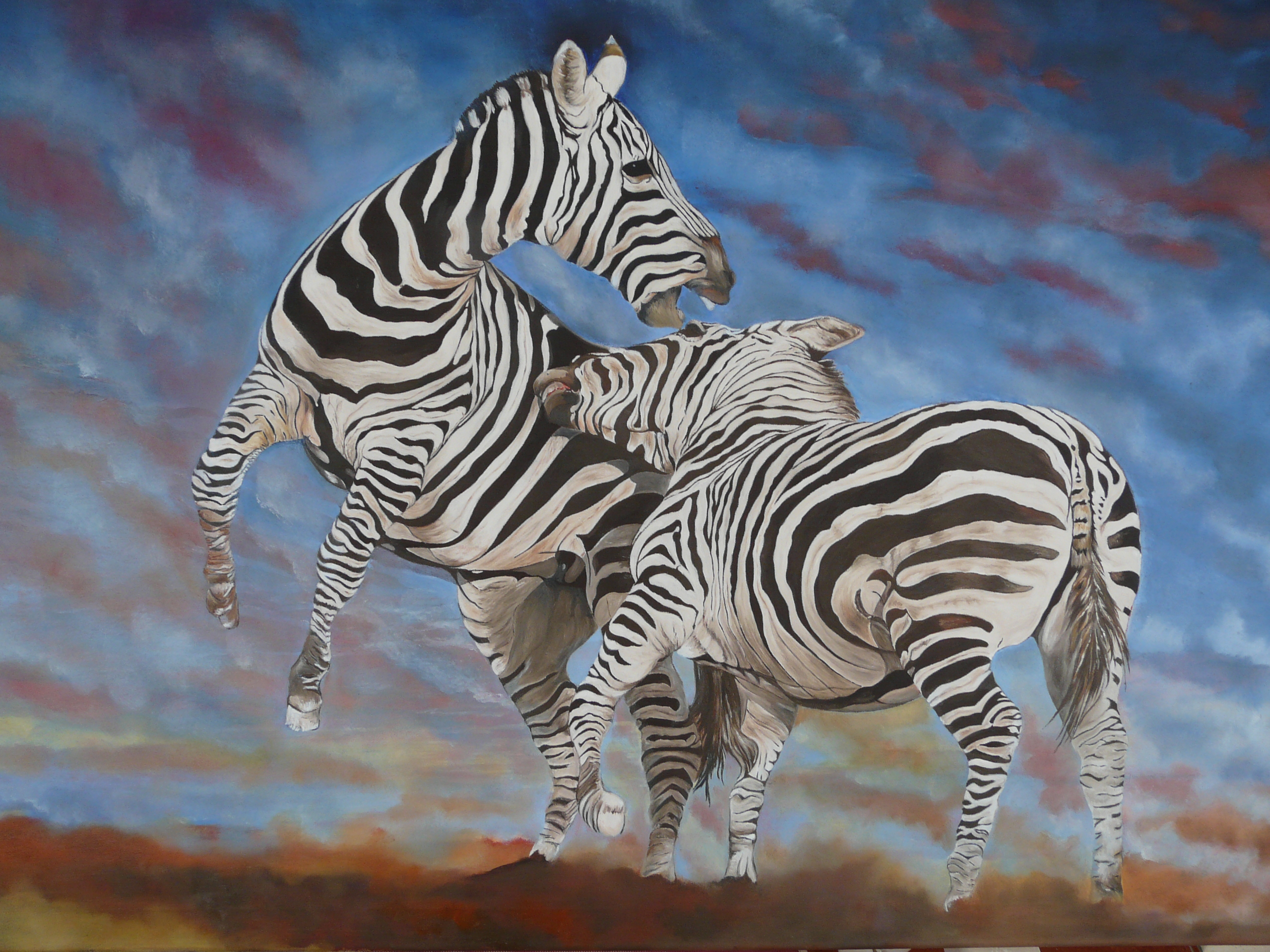 Zebras Fighting 60x90cms